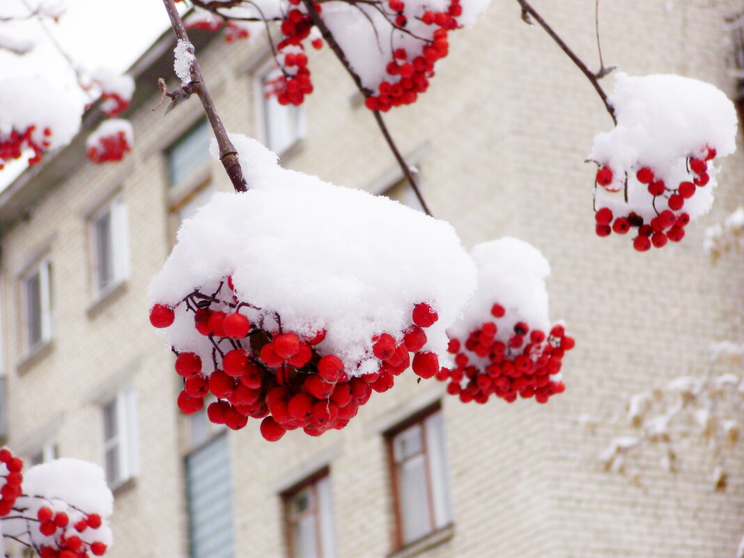 Рябина в снегу - Иван Семин