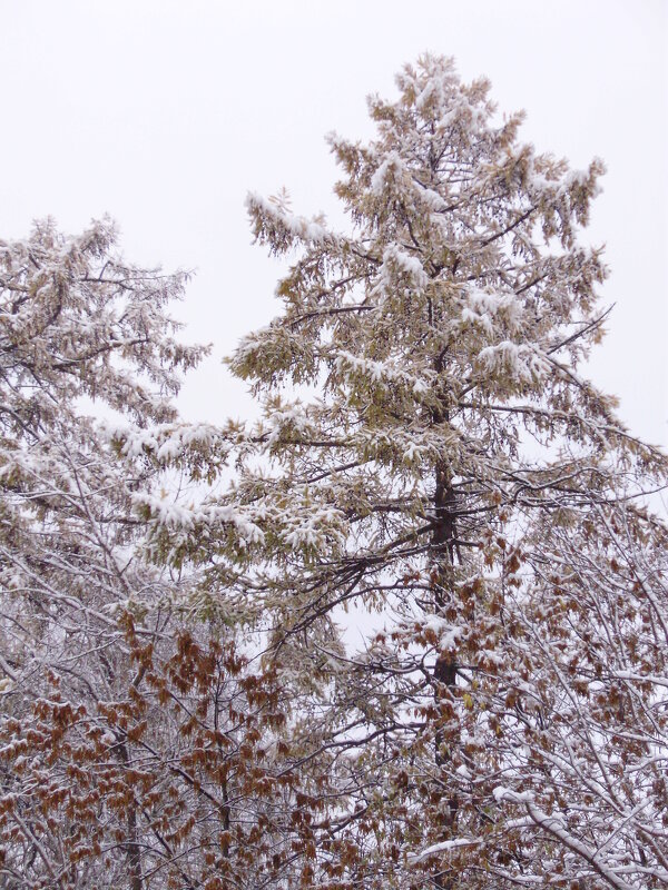 Лиственница в снегу - Иван Семин