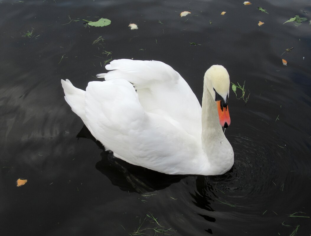Лебедь на Лебедином пруду - Елена Павлова (Смолова)