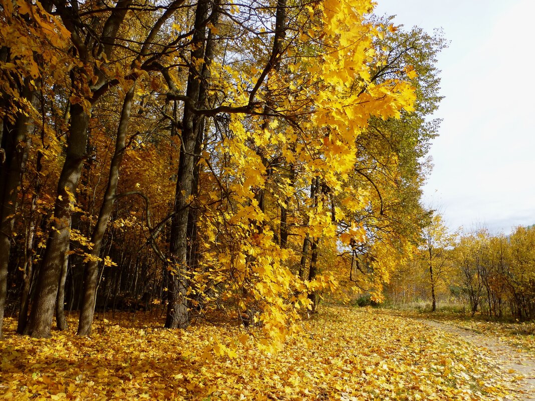 Осенний пейзаж - Лидия Бусурина