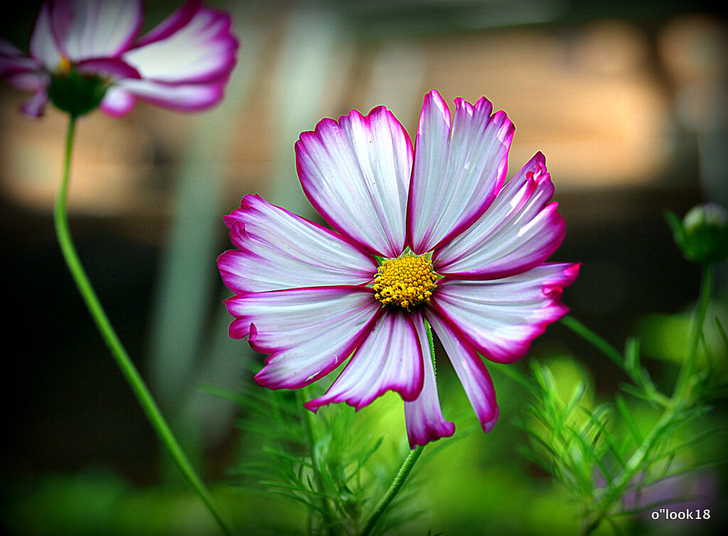 красота одного цветка - Олег Лукьянов