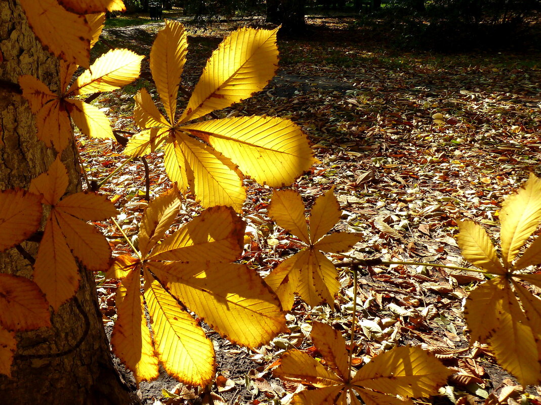 Золото каштановых листьев - Лидия Бараблина