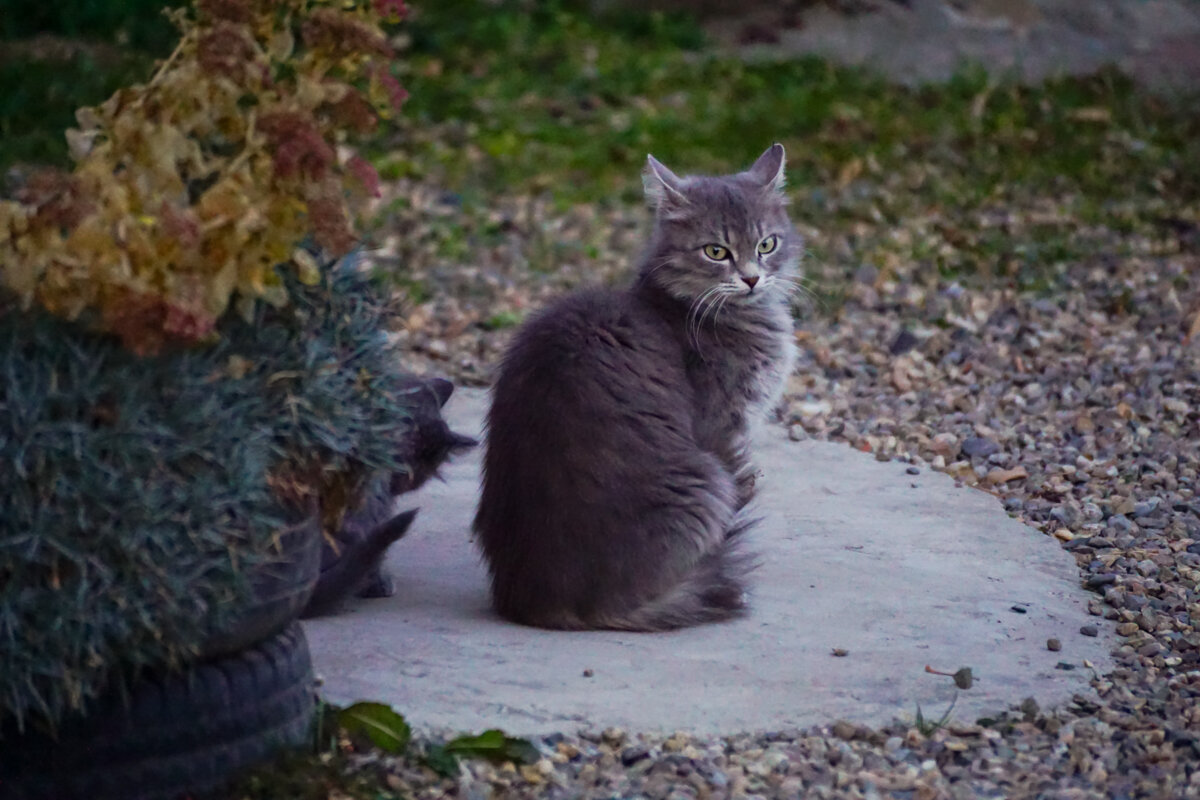 Кошка - Игорь Сикорский