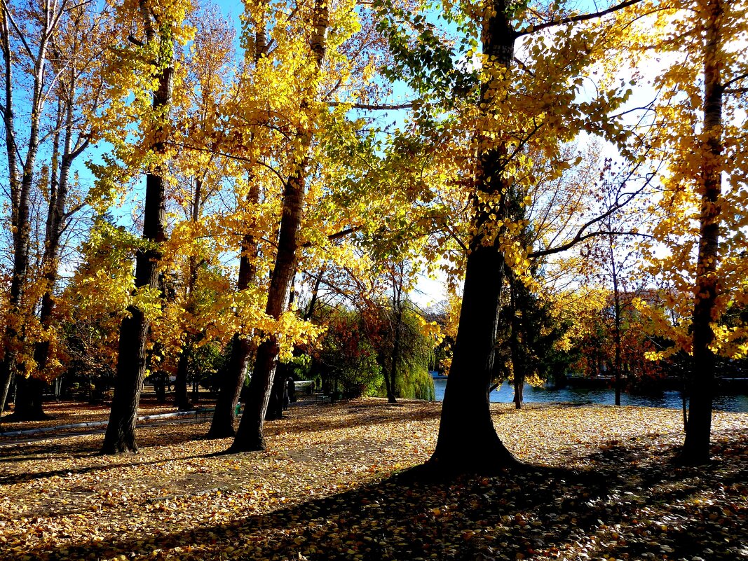 Золотая осень в парке - Лидия Бараблина