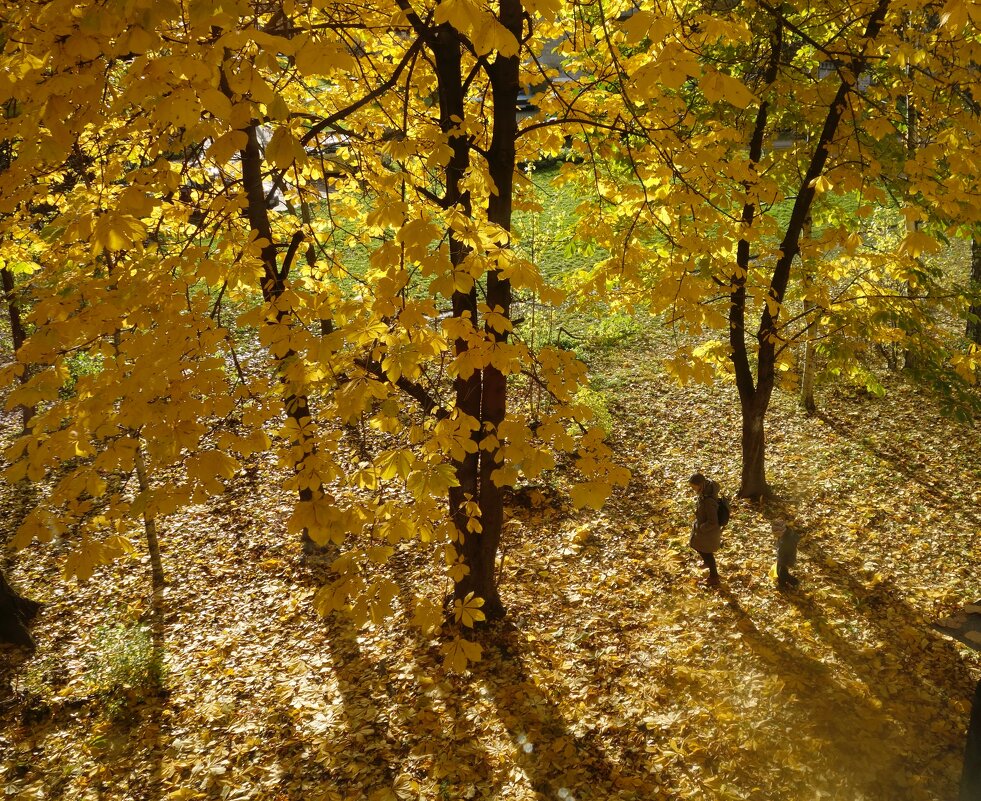 про осень из моего окна - Елена 