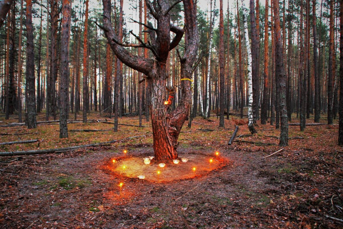 Денежное дерево на Лысой горе. - Василий Капитанов