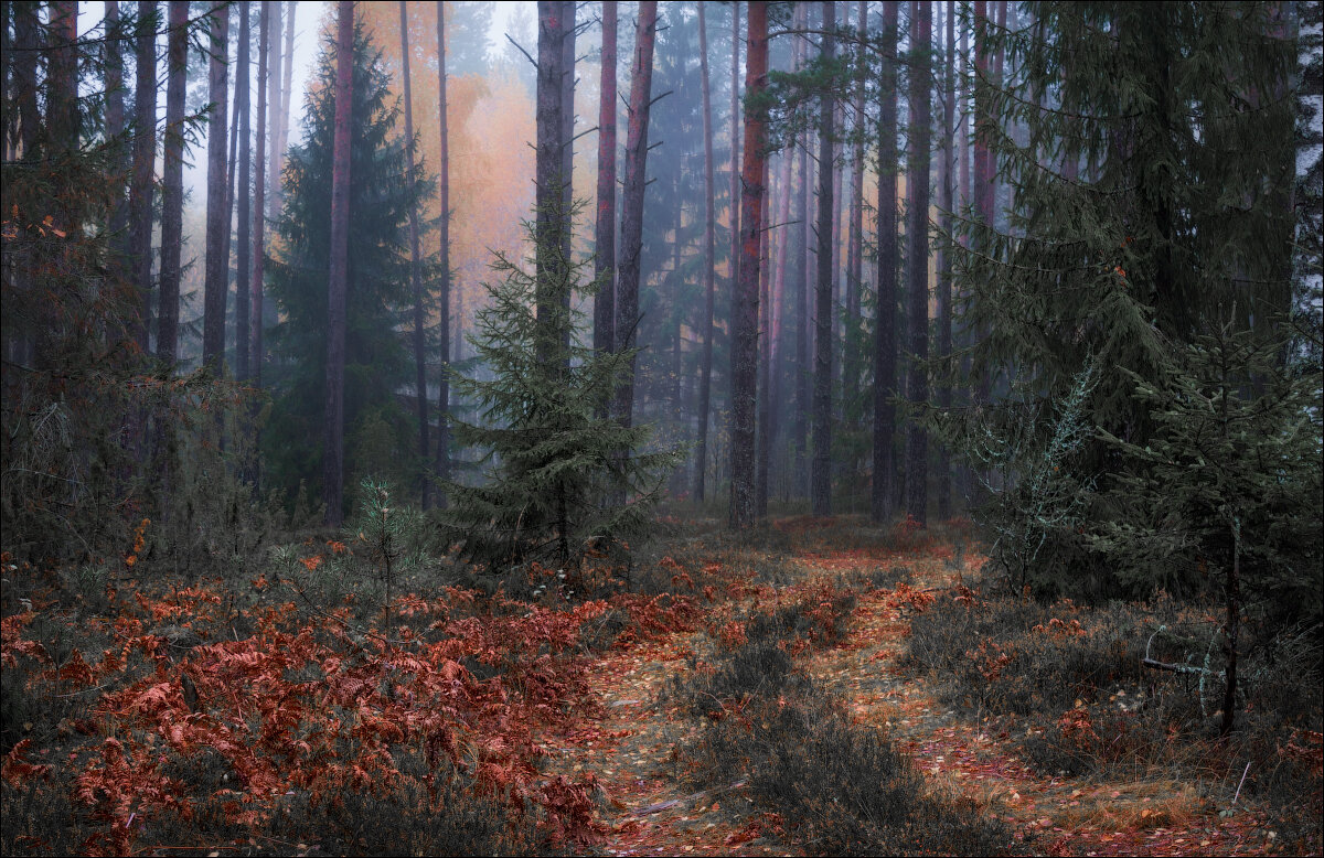 Про туман в лесу - Сергей Шабуневич