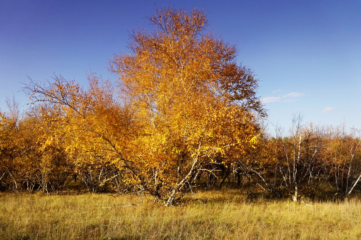 Осенний пейзаж - Ирина 