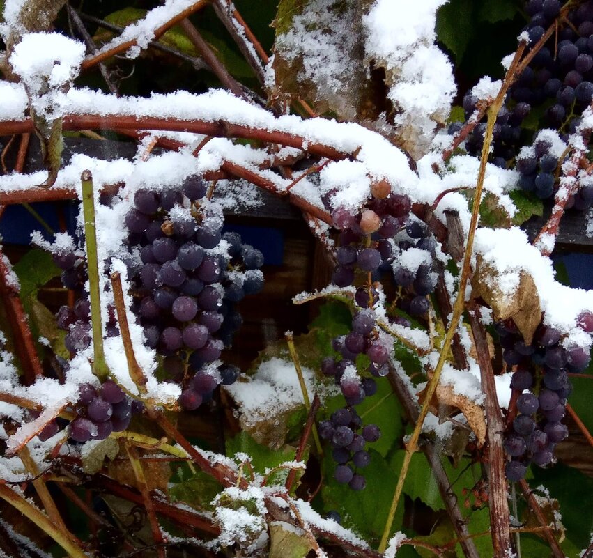 Виноград под снегом - Ольга 