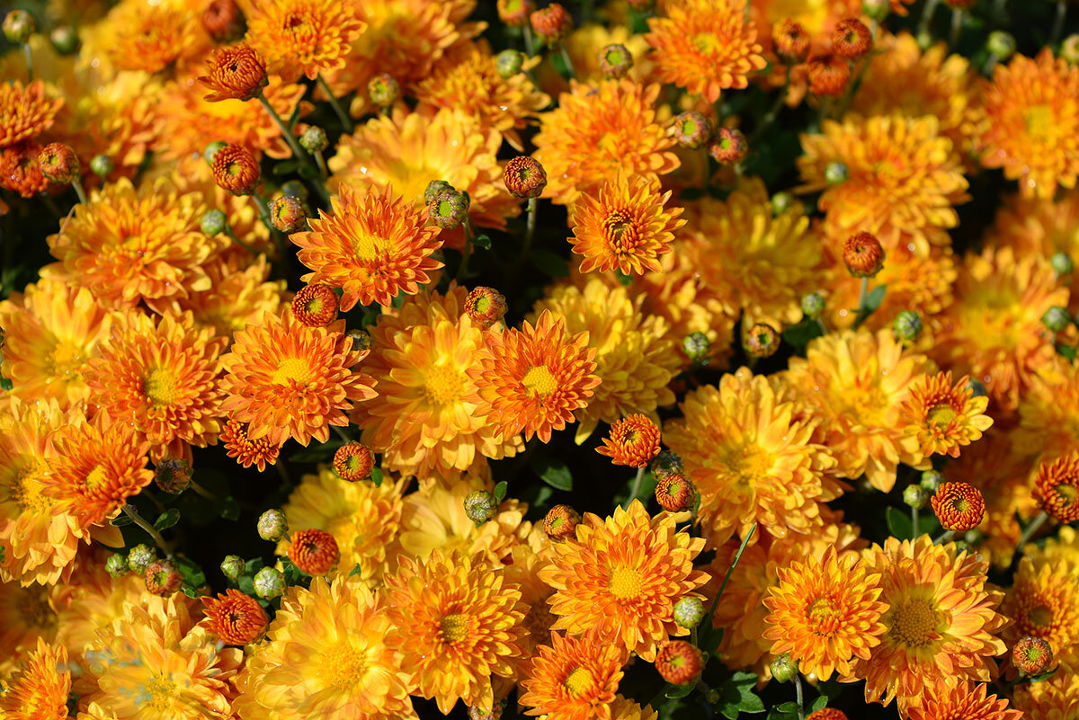 Осень дарит нам ковры из цветов - из хризантем... - Тамара Бедай 
