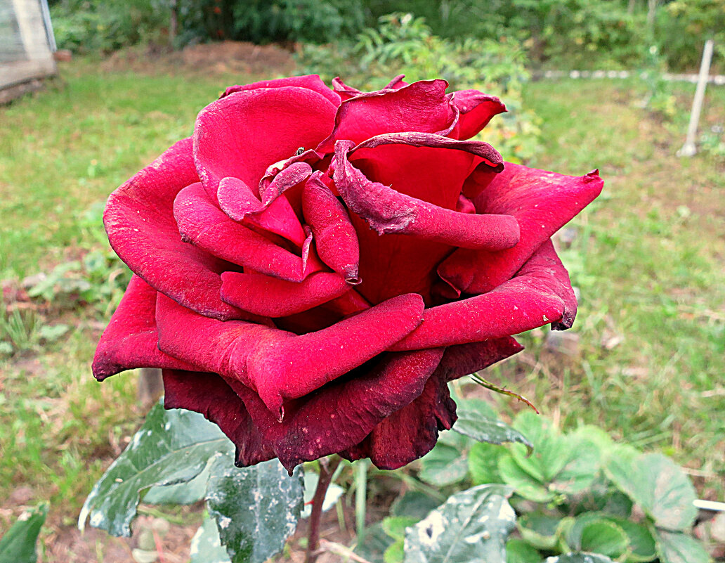 Прекрасная роза(Цветочное настроение 4) - Валентина Жукова