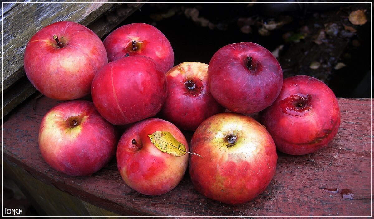 Яблоки - muh5257 
