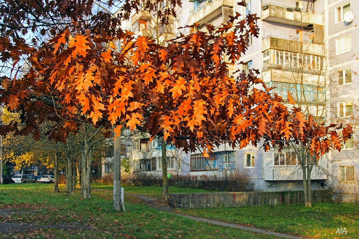 Ветка дуба. - Роланд Дубровский