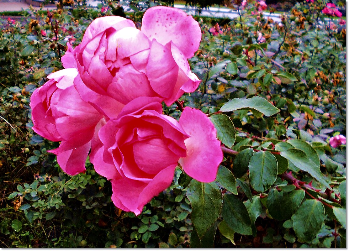 Ещё цветут на клумбах розы - Людмила 
