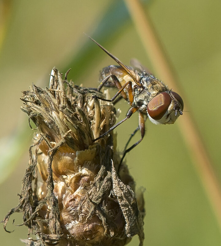 ... - civettina ...