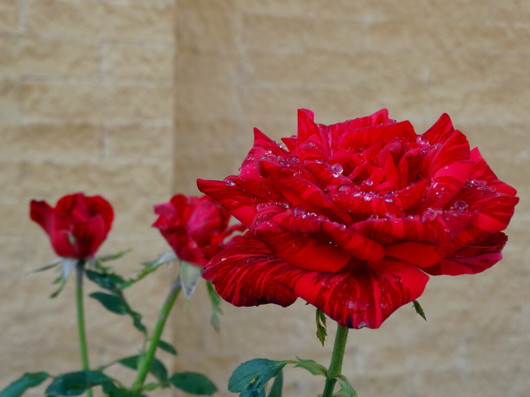 Розы под дождём... - Тамара (st.tamara)