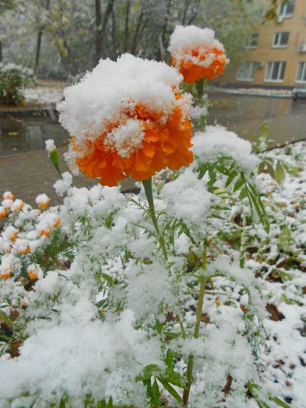 Цветы под снегом - Елен@Ёлочка К.Е.Т.