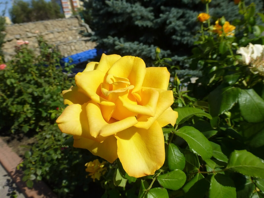 Желтая роза - Наиля 