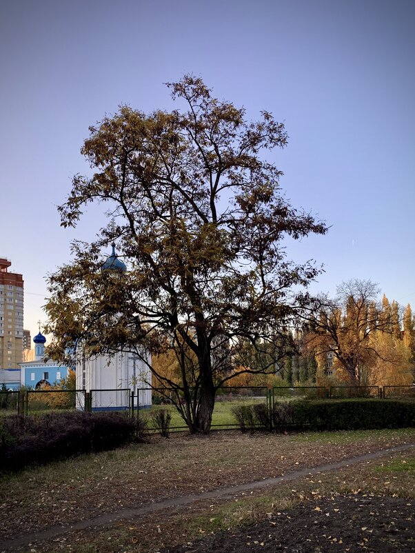 Портрет одного дерева. Акация - Мария 