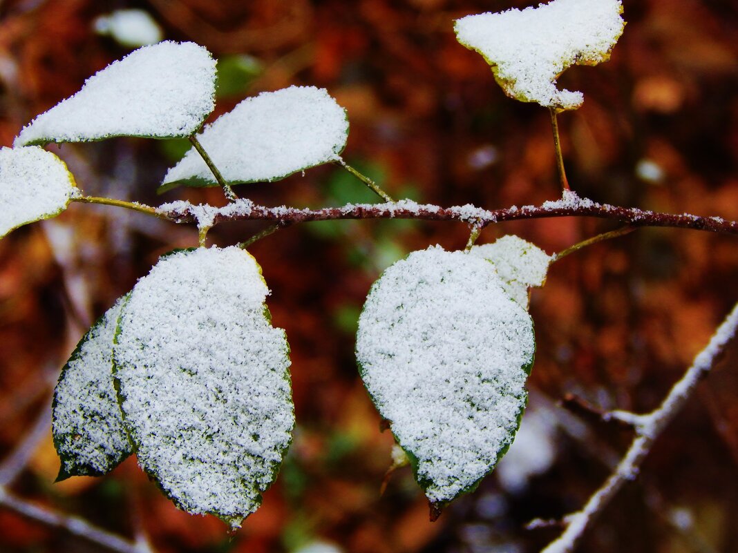 Холодный снег на зелёных листьях - Валентина Пирогова