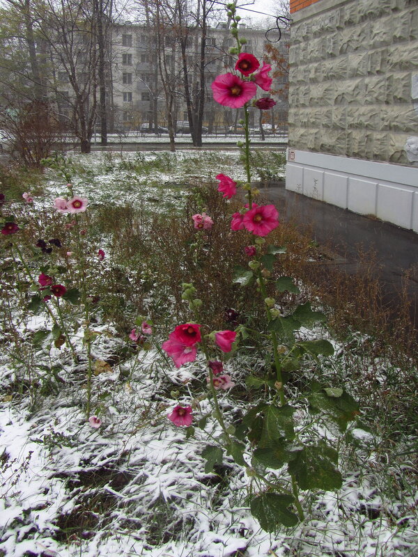 Эти цветы не запоздалые: они цветут по календарю - Андрей Лукьянов