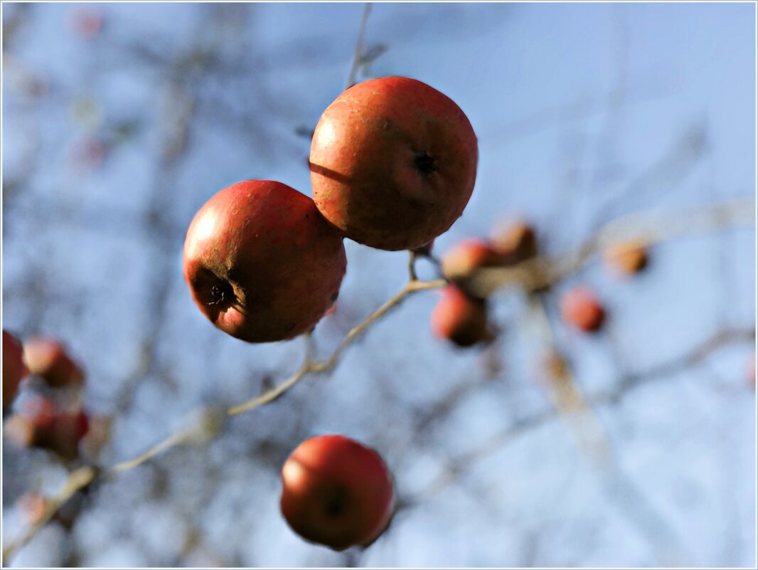Парящие яблоки. - Валерия Комова