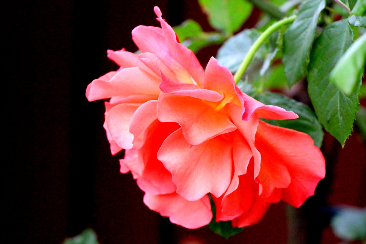 мои розы - Cветлана Свистунова