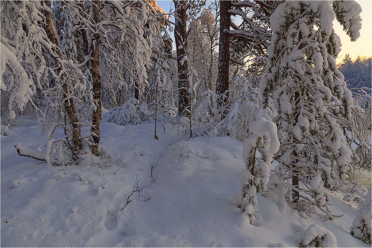 Под пологом зимнего леса - Владимир Чикота 