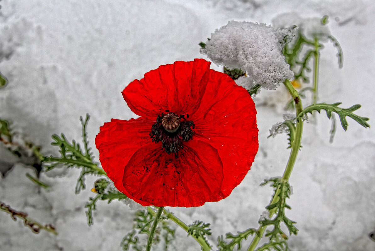 Первый снег в Самаре. 31.10.19. - MILAV V