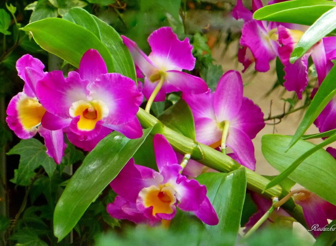 Orchidea Dendrobium Nobile - Raduzka (Надежда Веркина)