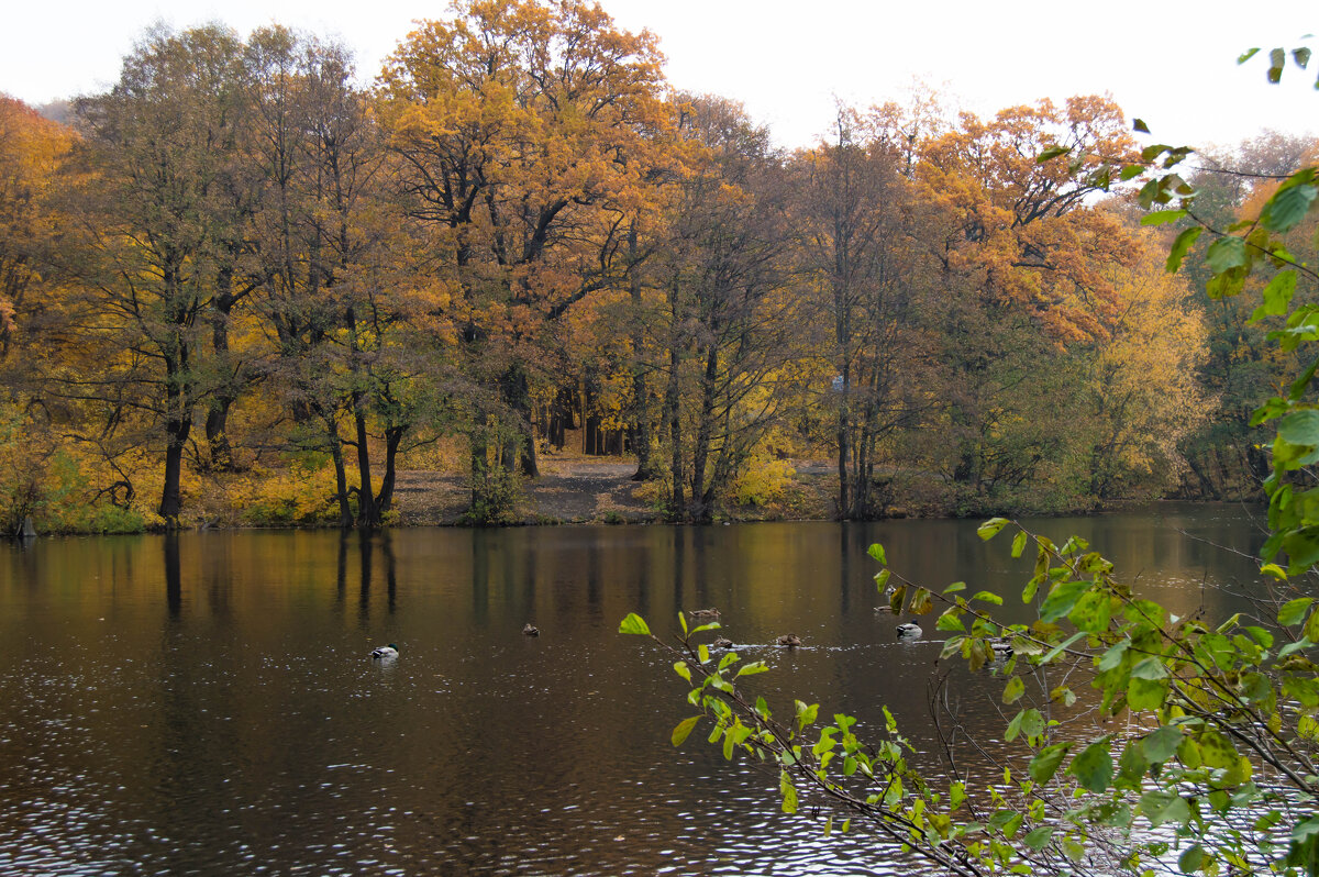Дикие утки на озере - Мария Букина