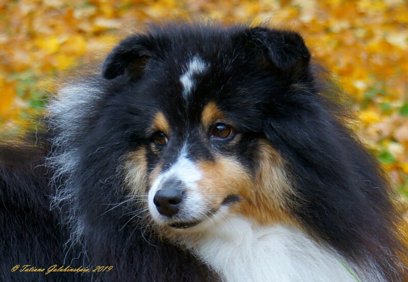 Sheltie Willard. Шелти Уилл - Tatiana Golubinskaia