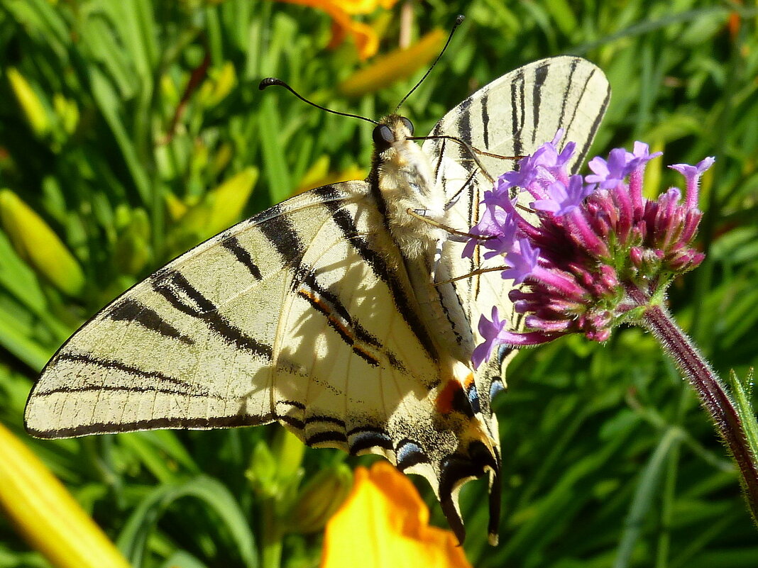Бабочка Подалирий из семейства Парусников на цветах в июле - Лидия Бараблина