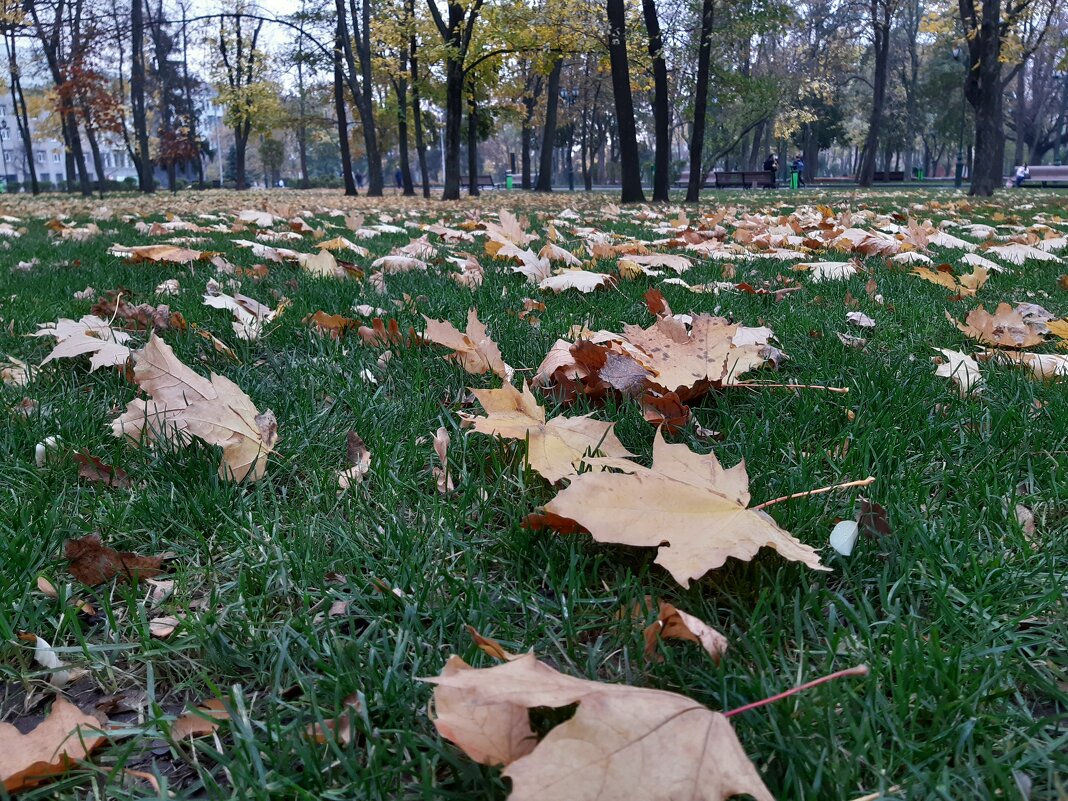 В осеннем парке городском... - Ольга Голубева