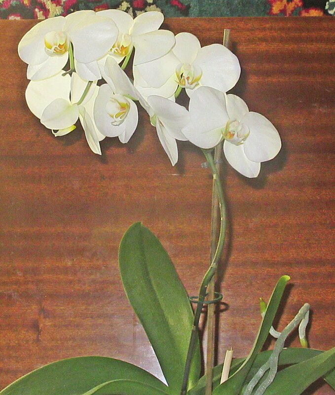 Орхидея - Лариса 