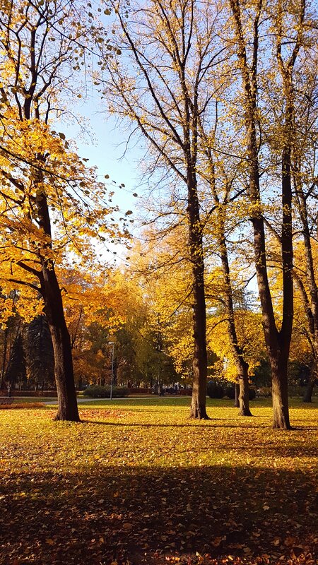 Осень в парке - Tatjana 
