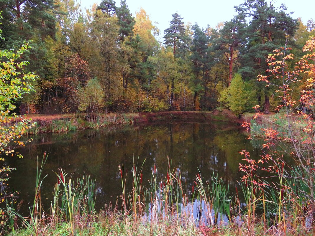 Осень на пруду - Андрей Снегерёв