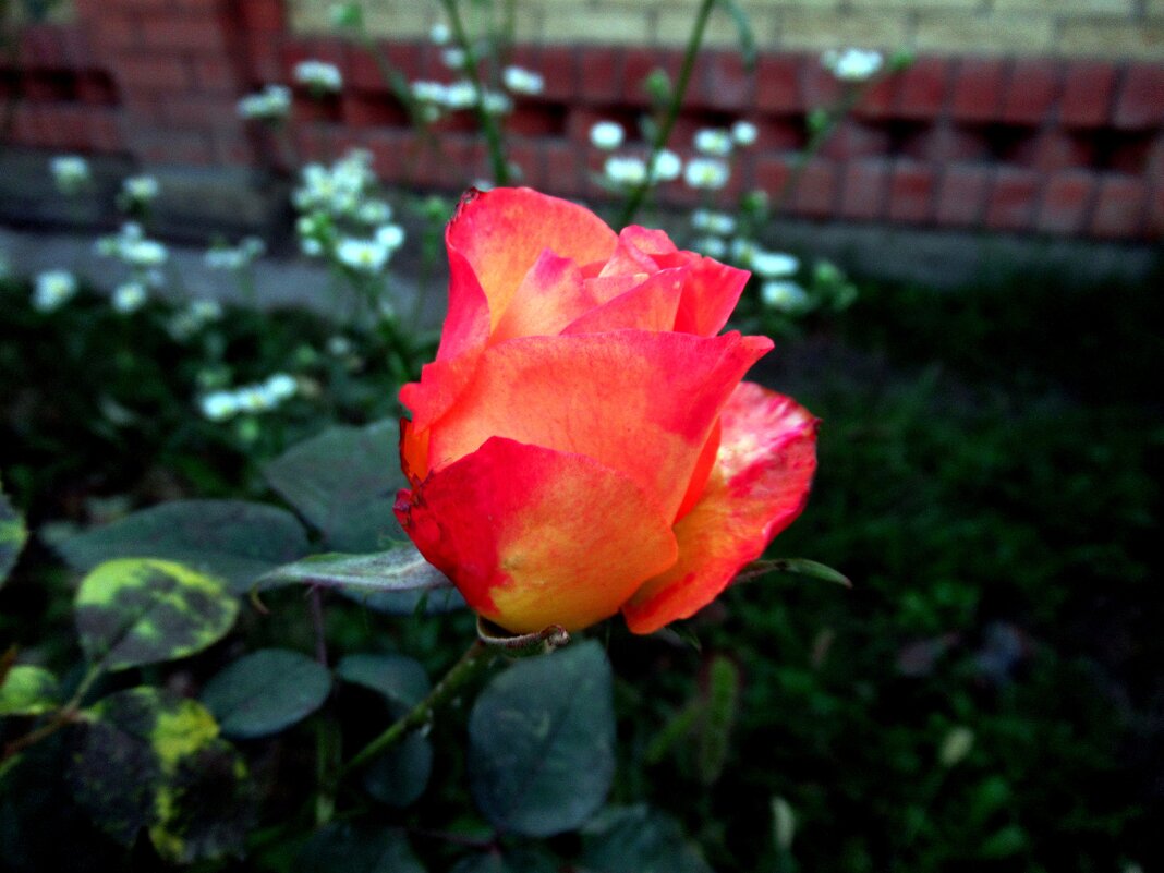 Розы... розы... - Вячеслав Медведев