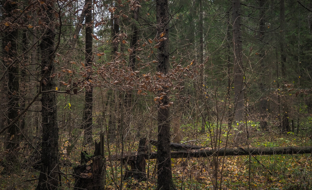 Прогули в Осеннем Лесу - юрий поляков