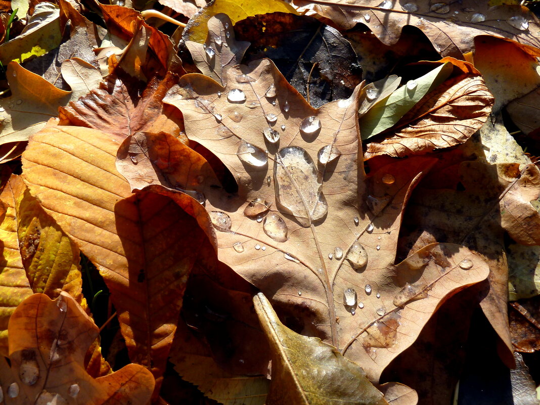 Ноябрьский ковер из листьев в парке с каплями снежного дождя... - Лидия Бараблина