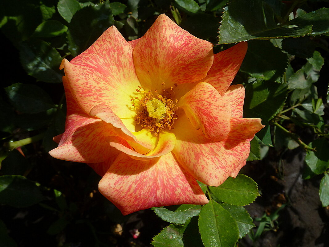 Июльское цветение розы Мишель Серро на даче - Лидия Бараблина