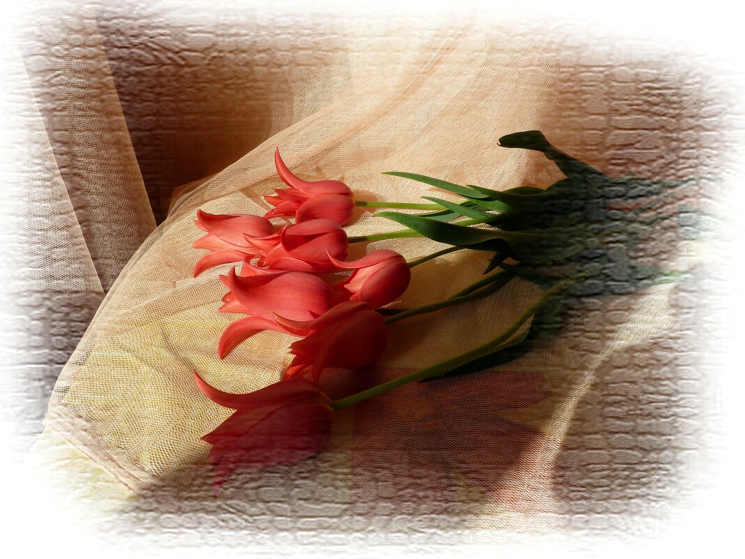 Композиция из красных тюльпанов на столе - Лидия Бараблина
