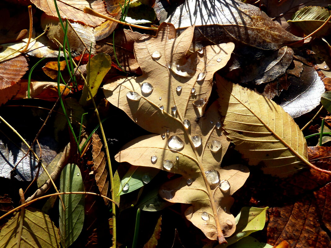 Ноябрьский этюд с дубовым и другими листьями в траве и с каплями дождя - Лидия Бараблина