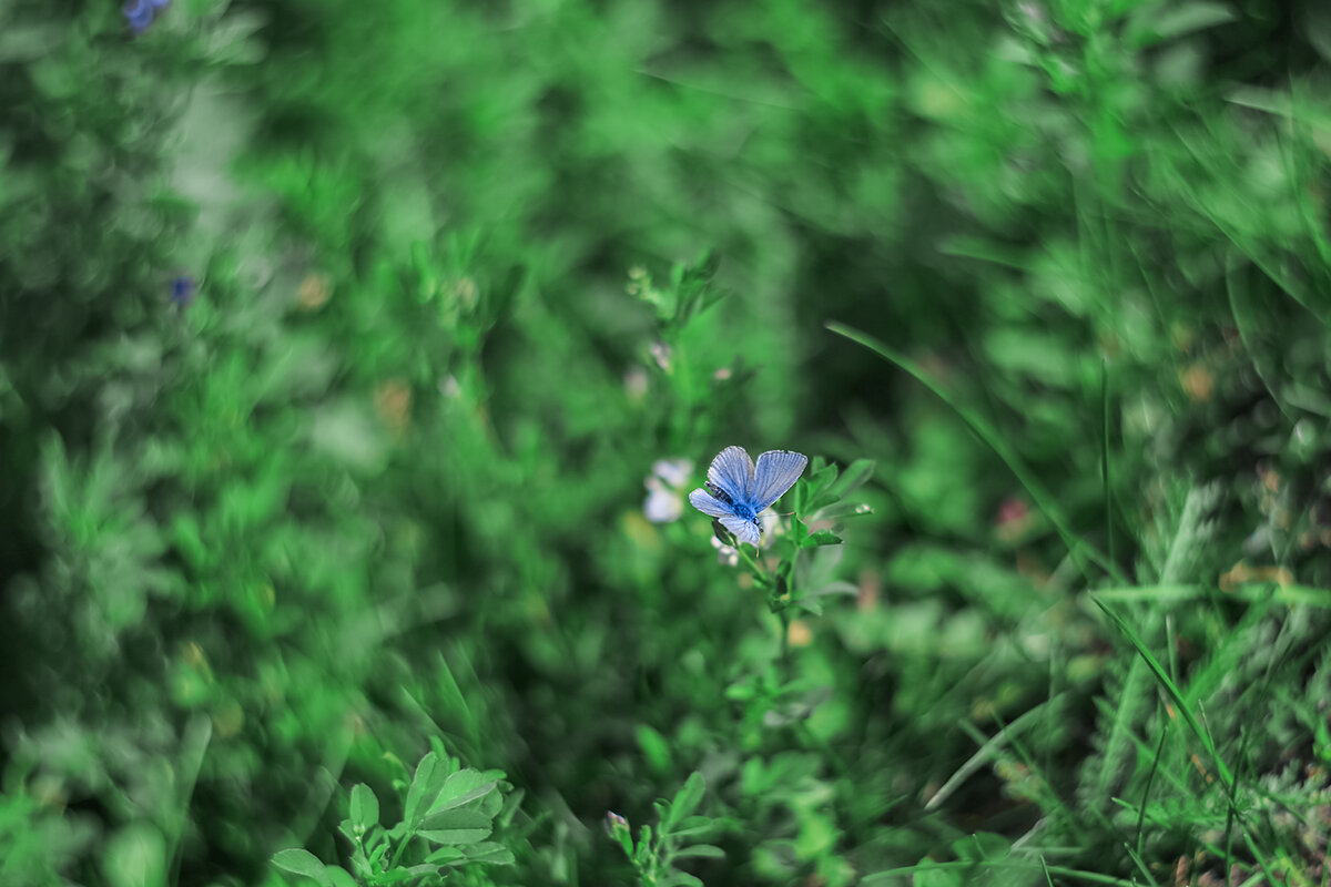 Лето в в высокой траве - Светлана Карнаух