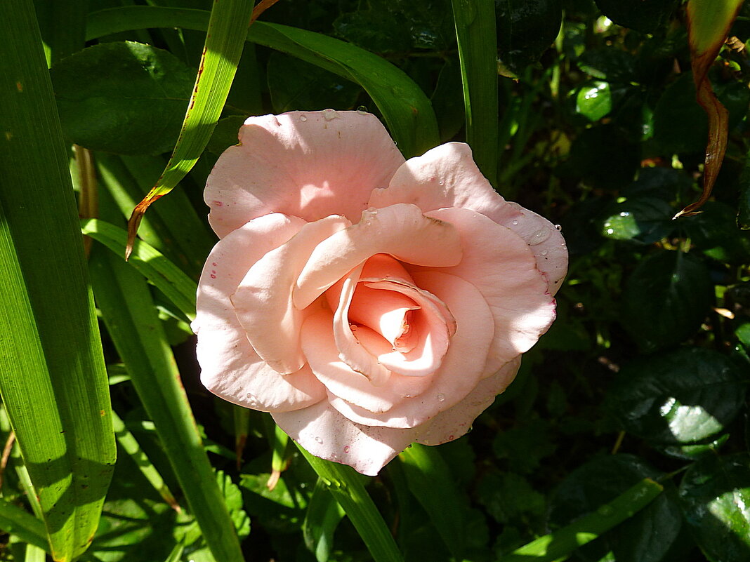 Нежная розовая роза с каплями в июльском саду - Лидия Бараблина
