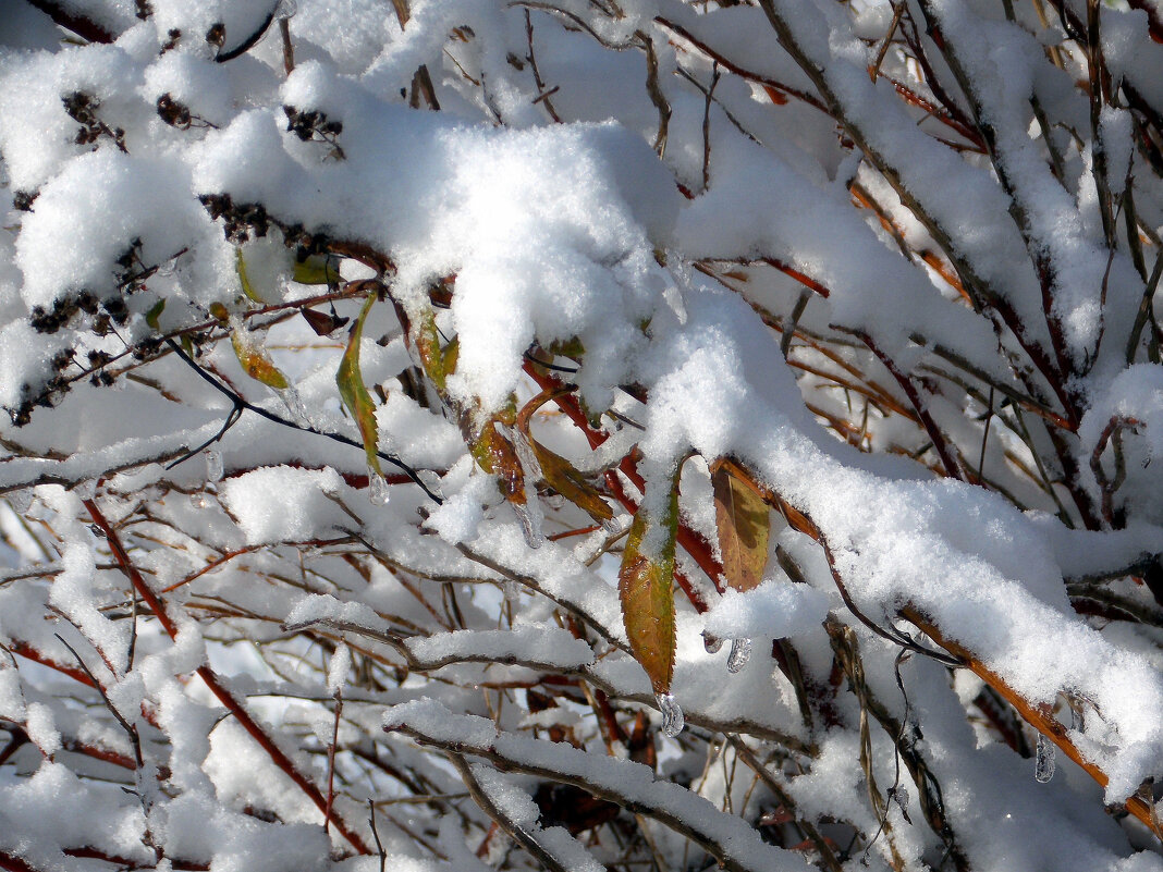 Снег и застывшие капли дождя - Фотогруппа Весна
