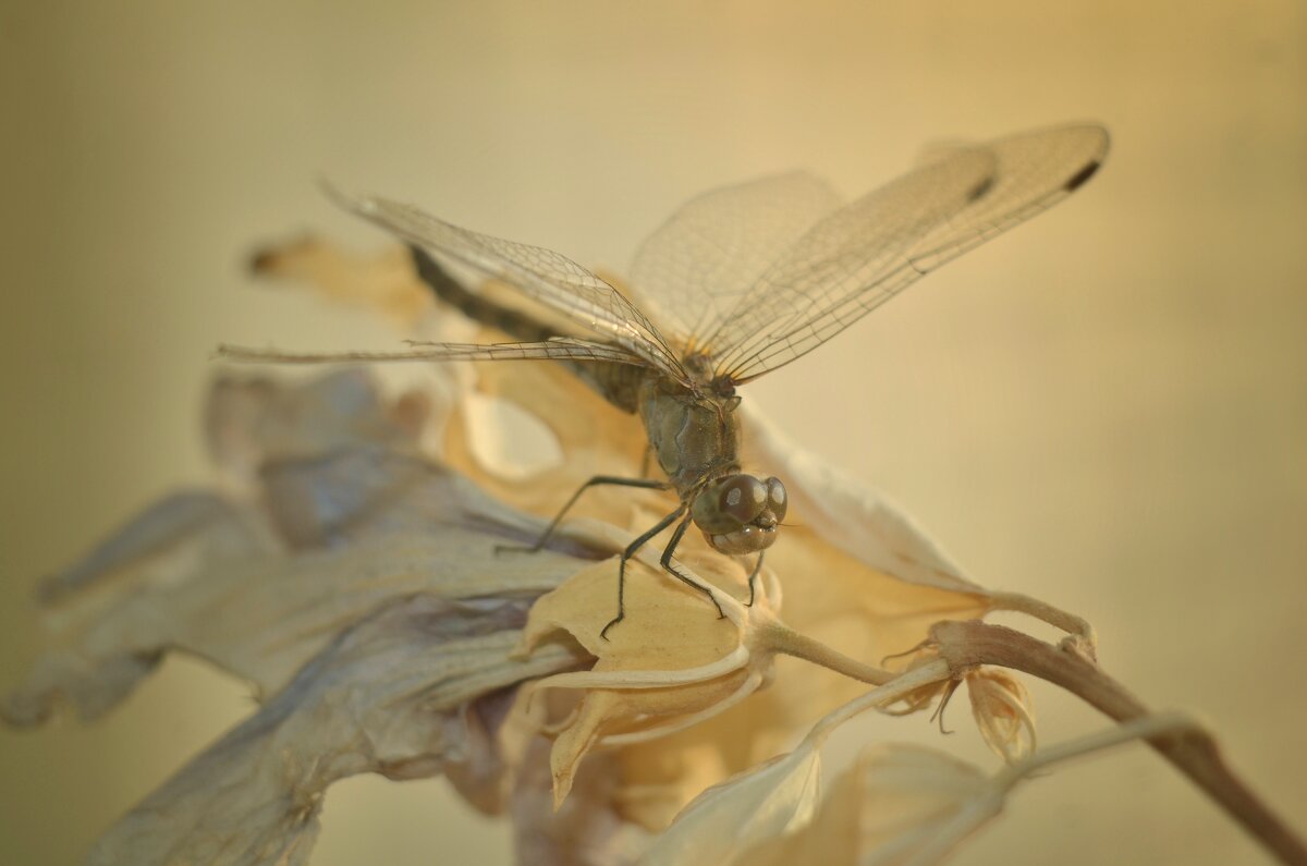 dragonfly - Александр Довгий