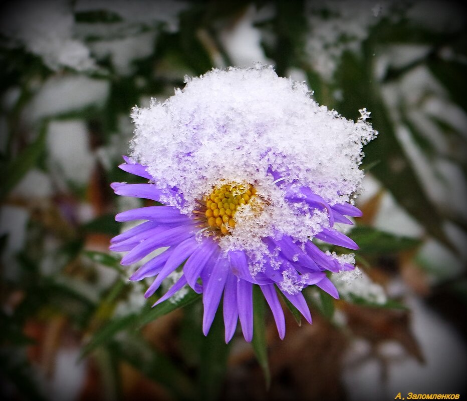 То снег, то дождь холодный, но держатся ещё цветы.. - Андрей Заломленков