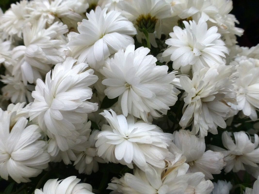 Белая  хризантема - Наиля 