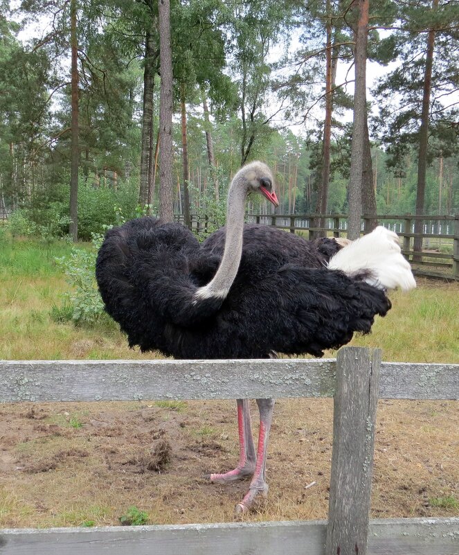 Чёрный страус с белым хвостиком - Вера Щукина